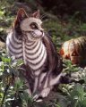 http://m.blog.hu/fu/fun7/image/skeleton-cat.jpg